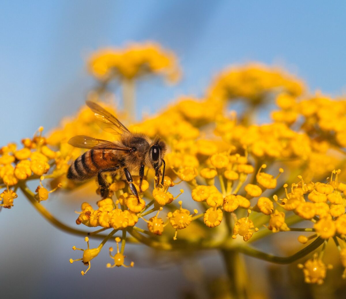 propolis large spectre ingrédients contribuent soutien